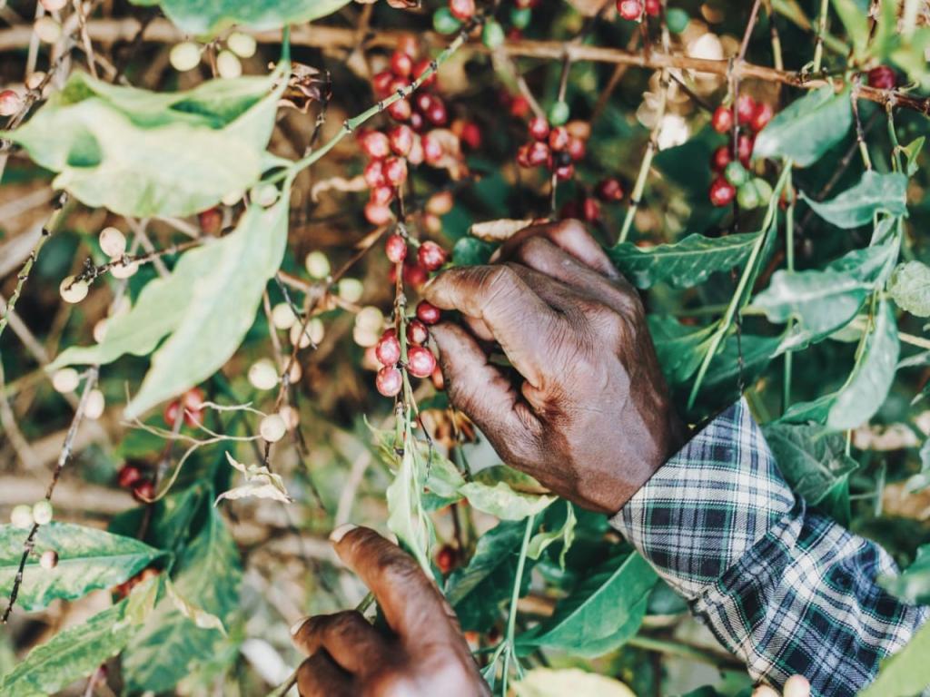 The Best Coffee Beans for Espresso